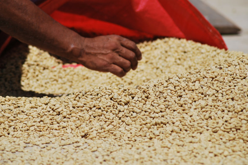 Guatemala Jalapa SHB EP - 29260 - SPOT RCWHSE