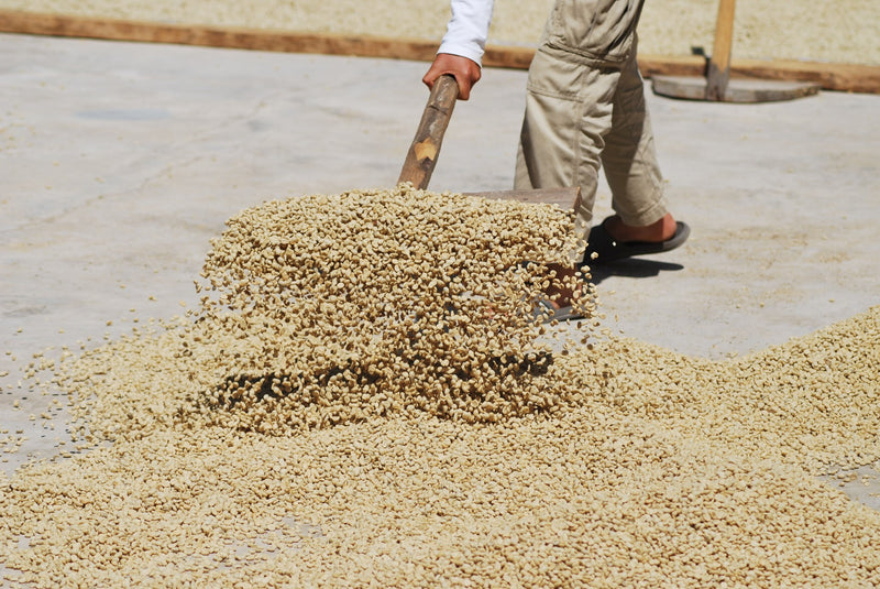 Guatemala Jalapa SHB EP - 29260 - SPOT RCWHSE