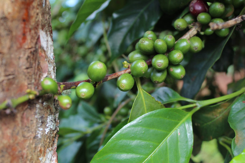 Guatemala Jalapa SHB EP - 29260 - SPOT RCWHSE