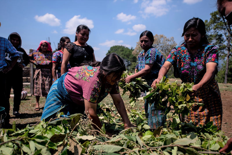 GUATEMALA ORGANIC ACATENANGO ASPROGUATE SHB EP 83+ - 30925 - GrainPro Bags - SPOT RCWHSE