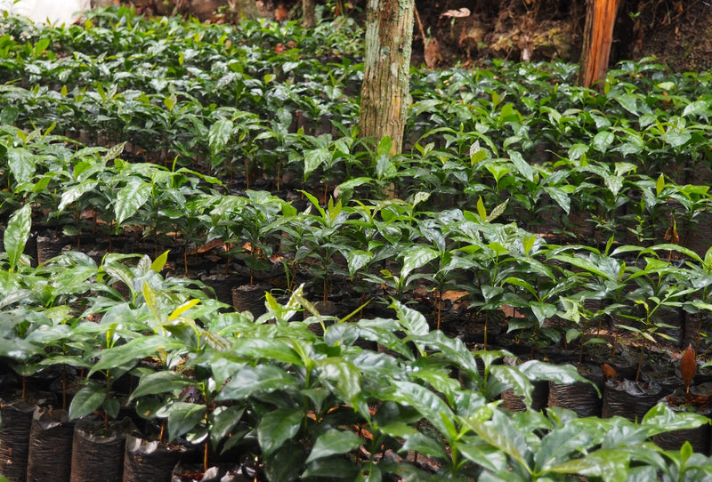 GUATEMALA ORGANIC ACATENANGO ASPROGUATE SHB EP 83+ - 30925-3 - GrainPro Bags - SPOT COSEATAC