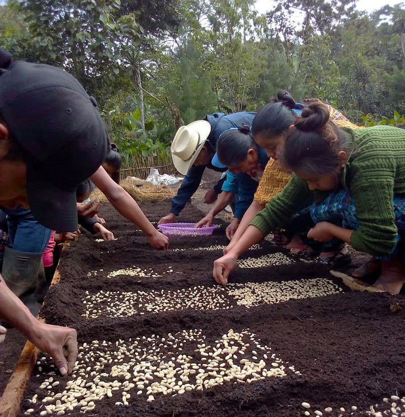 GUATEMALA ORGANIC COBAN ASOKAPE SHB EP - 34406 - Ecotact Bags - SPOT RCWHSE
