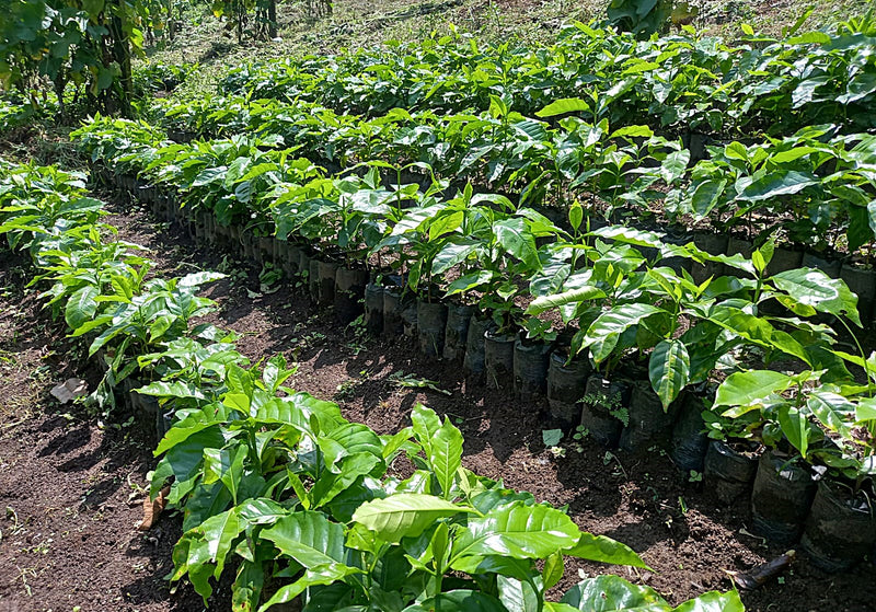 GUATEMALA ORGANIC COBAN ASOKAPE SHB EP - 34406 - Ecotact Bags - SPOT RCWHSE