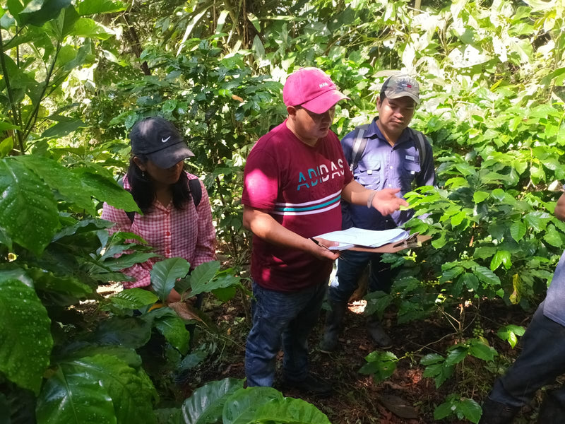 GUATEMALA ORGANIC HUEHUETENANGO SHB EP - 33369 - SPOT RCWHSE
