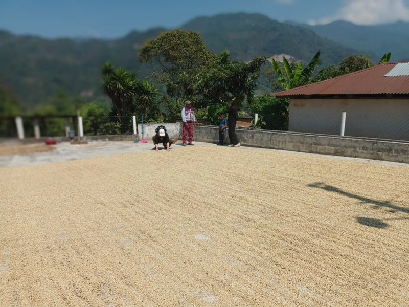 GUATEMALA ORGANIC HUEHUETENANGO SHB EP - 33369 - SPOT RCWHSE