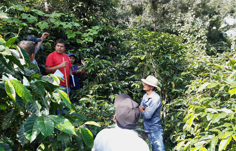GUATEMALA ORGANIC HUEHUETENANGO SHB EP - 32999 - SPOT RCWHSE