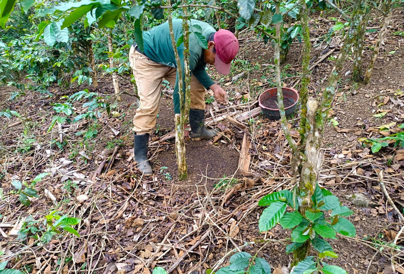 GUATEMALA REGENERATIVE ORGANIC HUEHUETENANGO COPECAFE SHG EP 84+ - 34404 - Ecotact Bags - SPOT RCWHSE