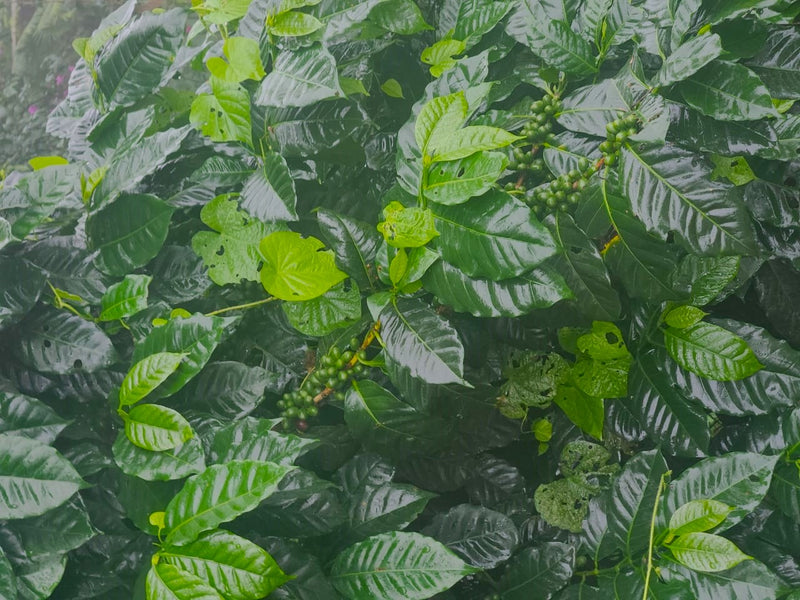 GUATEMALA REGENERATIVE ORGANIC HUEHUETENANGO COPECAFE SHG EP 84+ - 34404 - Ecotact Bags - SPOT RCWHSE