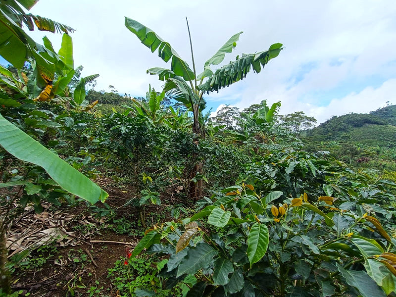 GUATEMALA REGENERATIVE ORGANIC HUEHUETENANGO COPECAFE SHG EP 84+ - 34404 - Ecotact Bags - SPOT RCWHSE