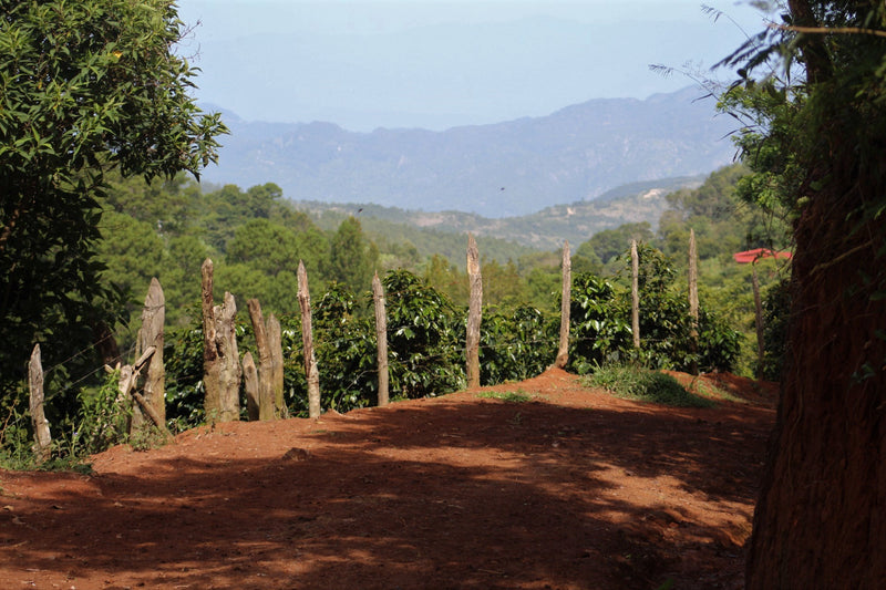 Guatemala San Miguel Flora Blend - LOT 1 - 28842 - Ecotact Bags - SPOT RCWHSE