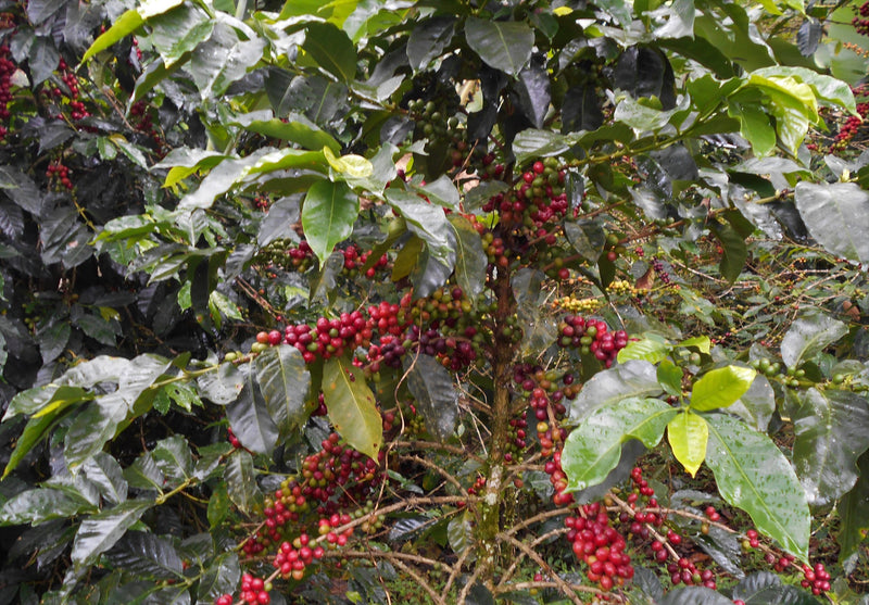 Colombia Cauca La Sierra AA - *51423* - 24957 - GrainPro Bags - SPOT RCWHSE