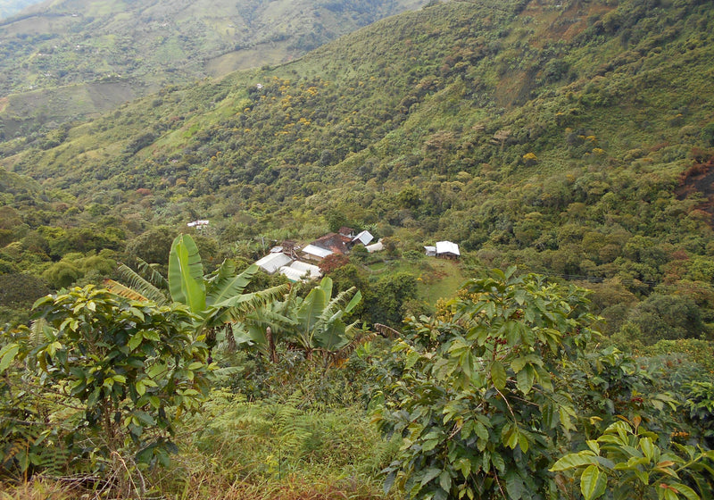 Colombia Cauca La Sierra AA - *51423* - 24957 - GrainPro Bags - SPOT RCWHSE