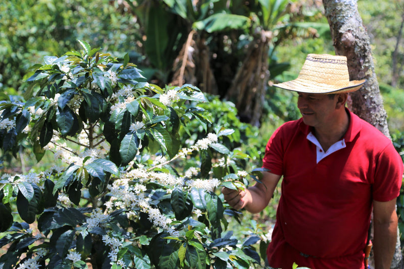 Colombia Cauca La Sierra AA - *51423* - 24957 - GrainPro Bags - SPOT RCWHSE