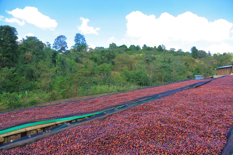 ETHIOPIA GUJI 1 NATURAL ORGANIC SHAKISO GATAME MUKA - *50773* - 25133 - GrainPro Bags - SPOT RCWHSE