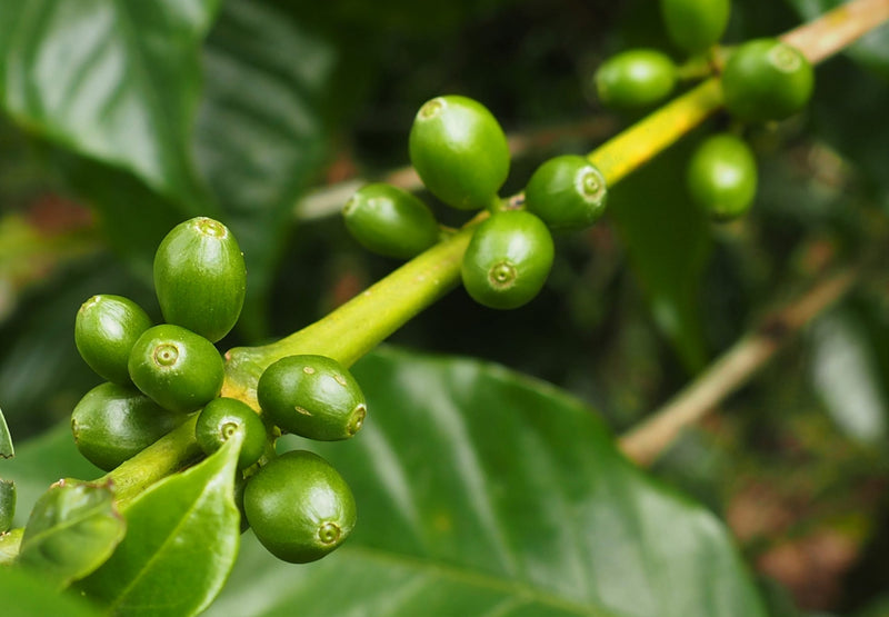 Decaf Colombia Royal Select Water Process - *49373R* - 24184 - SPOT RCWHSE