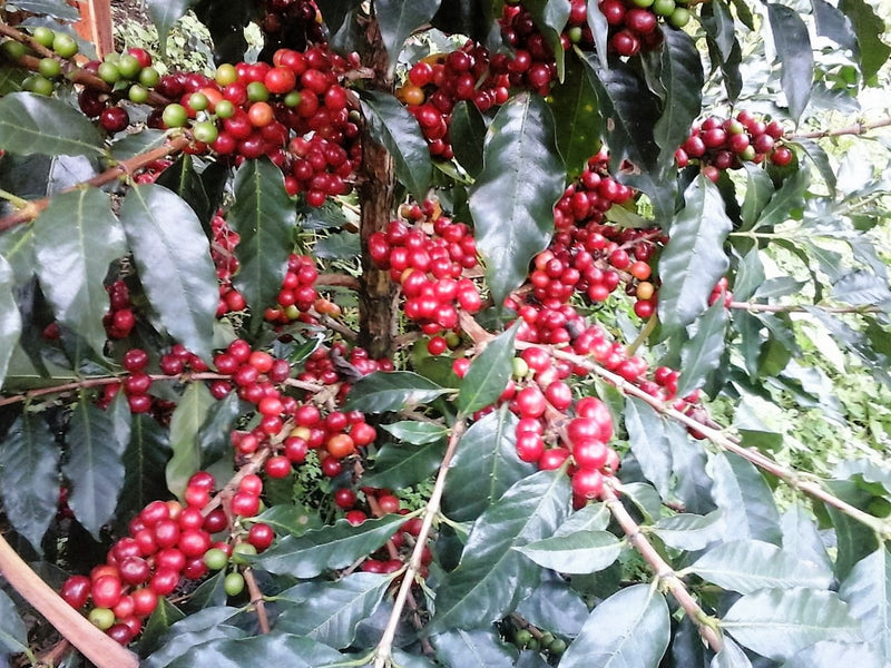 COLOMBIA FT ORGANIC TOLIMA LA CUMBRE - *51624* - 25634 - 69.9 kg GrainPro Bags - SPOT RCWHSE
