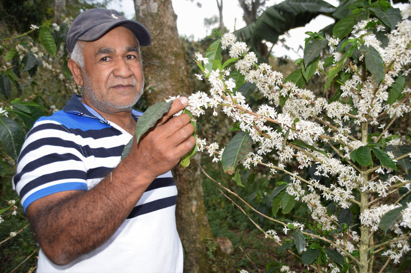 HONDURAS FT-FLO/USA ORGANIC GERARDO PEÑALBA HONEY - 34262 - GrainPro Bags - SPOT RCWHSE