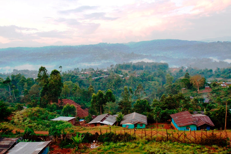 ETHIOPIA SIDAMA 3 NATURAL FT ORGANIC GERBICHO LELA - *50701* - 24925 - Ecotact Bags - SPOT DUPUYHOU