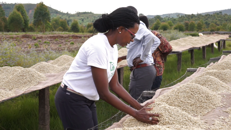 Burundi Gitega Mugano - 30437-1 - GrainPro Bags - SPOT RCWHSE