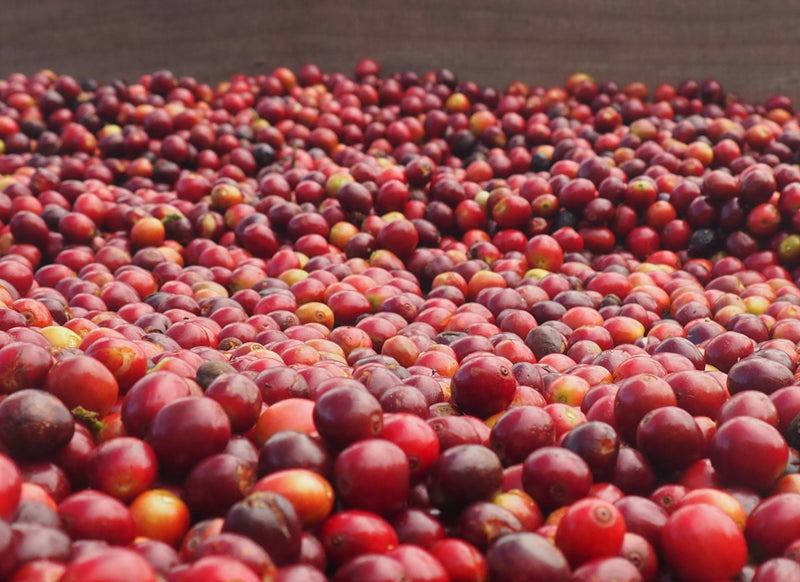 Bolivia Irupana Grober Mamani Honey - *52012* - 27100 - GrainPro Bags - SPOT RCWHSE