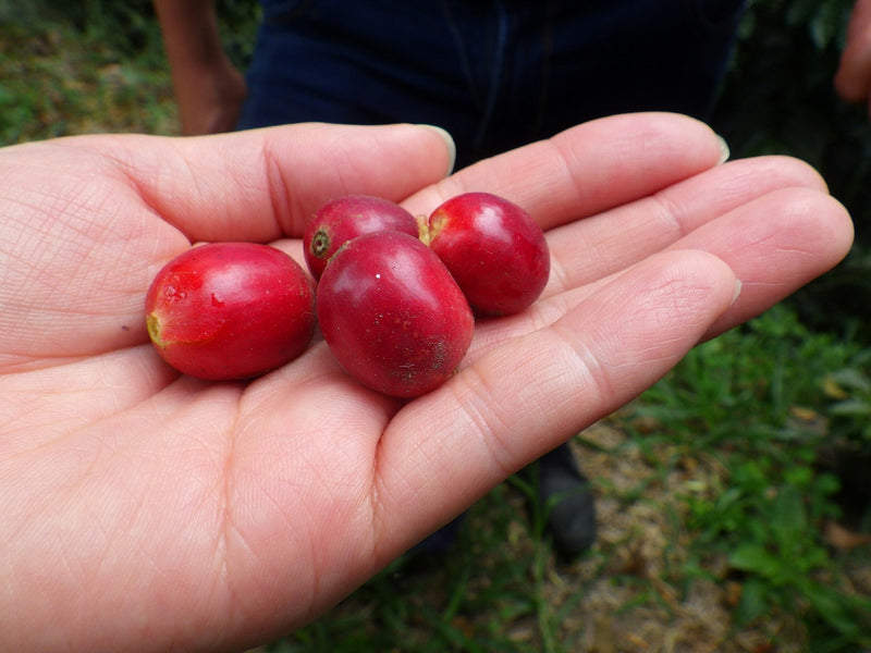 Colombia Huila Guadalupe - *50481-1* - 25064 - 70.1 kg GrainPro Bags - SPOT RCWHSE