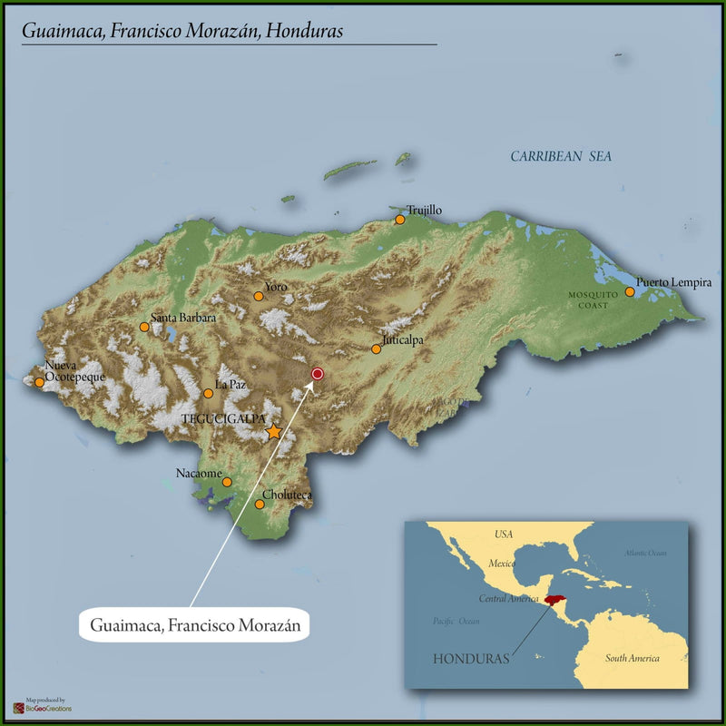 Honduras Agalta SHG EP - 30088-1 - SPOT DUPUYHOU
