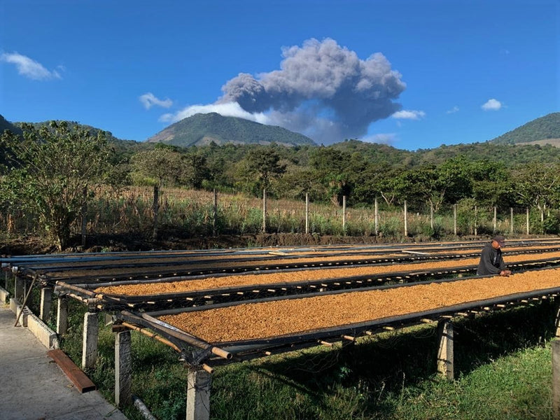 Guatemala Amatitlan Finca San Gerardo Red Bourbon - *50854V* - 24986 - GrainPro Bags - SPOT SEAFORTH