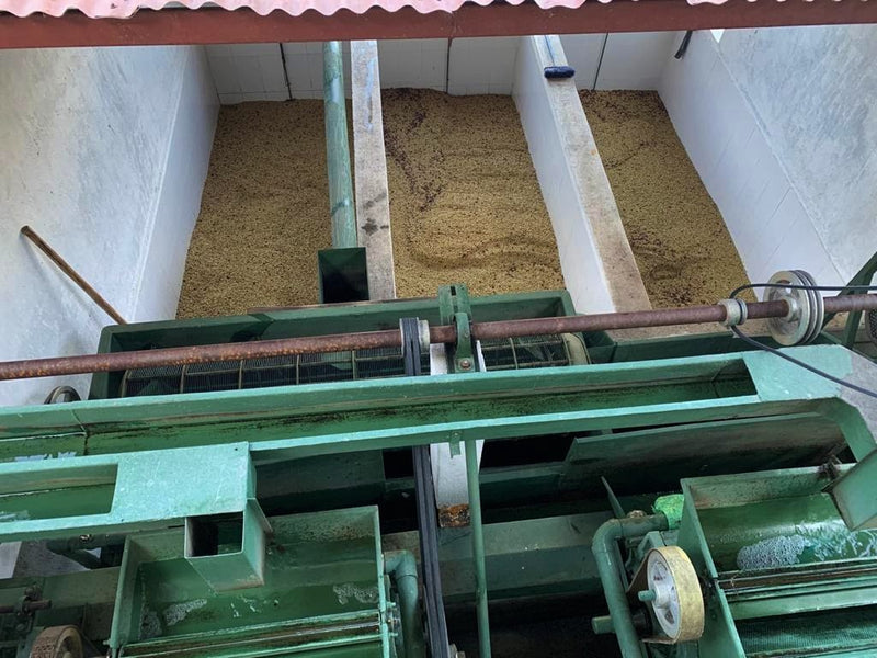 Guatemala Amatitlan Finca San Gerardo Red Bourbon - *50854V* - 24986 - GrainPro Bags - SPOT SEAFORTH