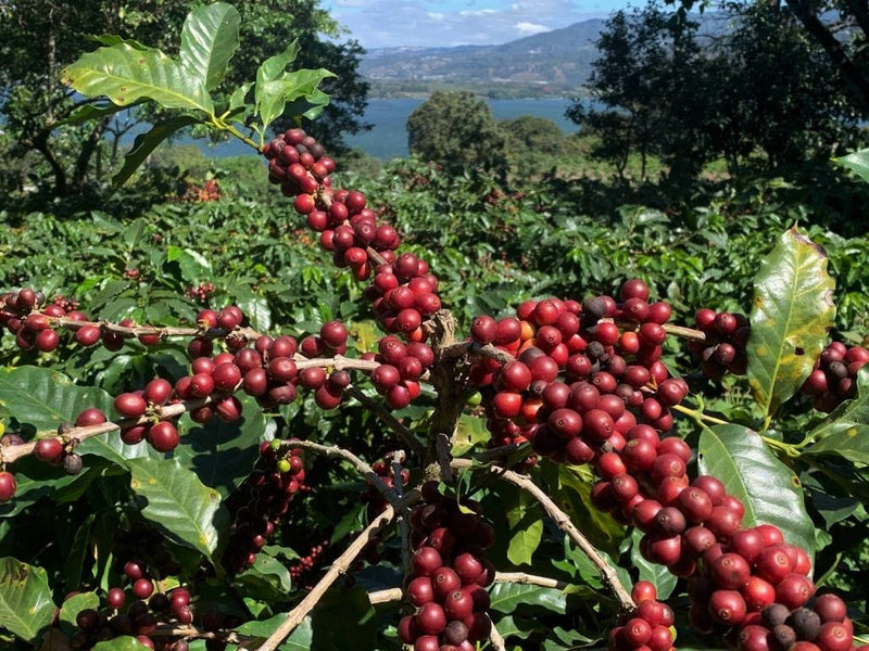 Guatemala Amatitlan Finca San Gerardo Red Bourbon - *50854V* - 24986 - GrainPro Bags - SPOT SEAFORTH