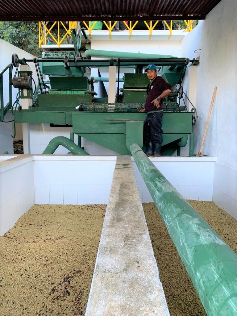 Guatemala Amatitlan Finca San Gerardo Red Bourbon - *50854V* - 24986 - GrainPro Bags - SPOT SEAFORTH