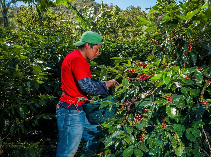 Guatemala Anacafe Catorce SHB EP - *50711* - 23907 - SPOT RCWHSE