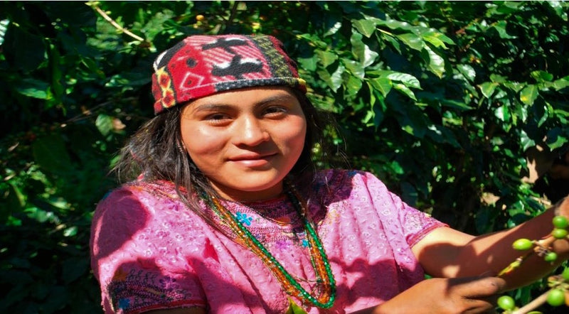 Guatemala Anacafe Catorce SHB EP - *50711* - 23907 - SPOT RCWHSE