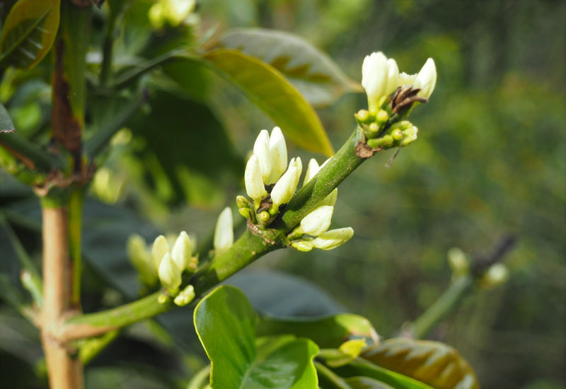 Guatemala Anacafe Catorce SHB EP - *50710* - 23906 - SPOT RCWHSE