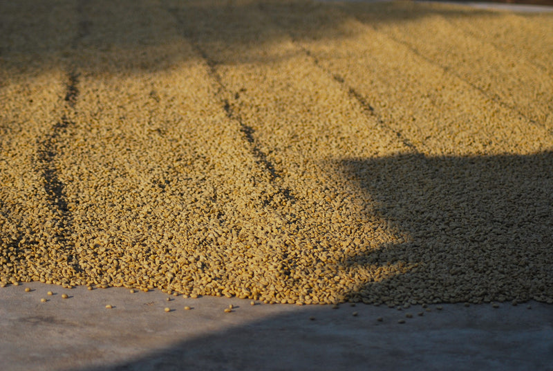 Guatemala Antigua Bella Carmona Bourbon - 40247 - 46.0 kg Ecotact Bags - SPOT RCWHSE