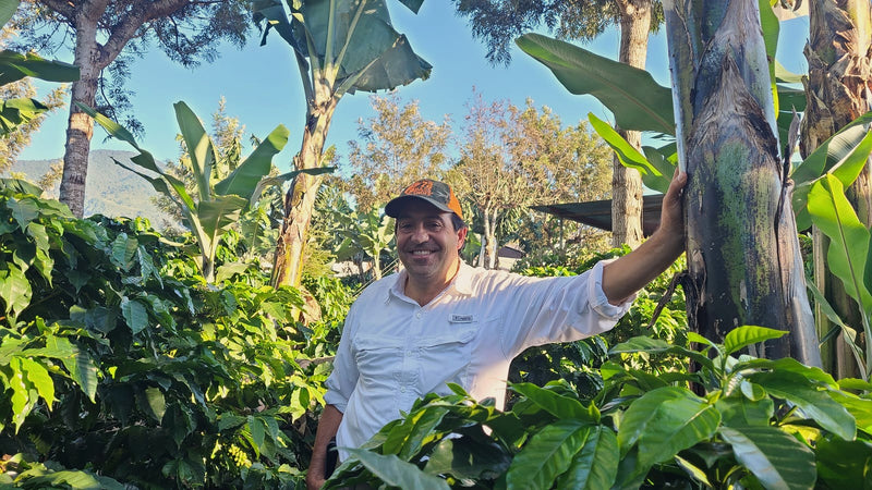 Guatemala Antigua Bella Carmona Bourbon - 31240 - 46.0 kg GrainPro Bags - SPOT RCWHSE