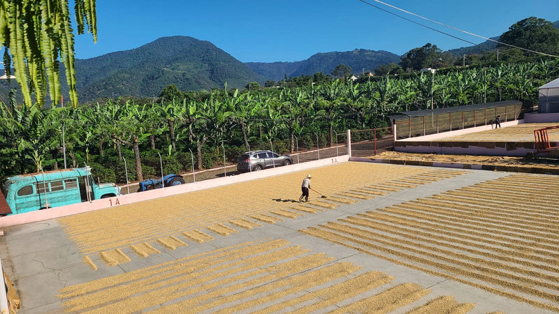Guatemala Antigua Bella Carmona B300 - *52717* - 26985-1 - 46.0 kg GrainPro Bags - SPOT RCWHSE