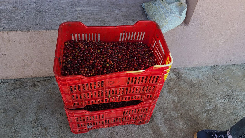 Guatemala Antigua Bella Carmona Greenhouse Dried - *49090H* - 24805 - 46.0 kg Ecotact Bags - SPOT DUPUYHOU