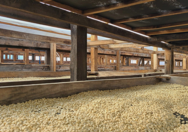 Guatemala Antigua Bella Carmona Bourbon - 33183 - 46.0 kg GrainPro Bags - SPOT RCWHSE