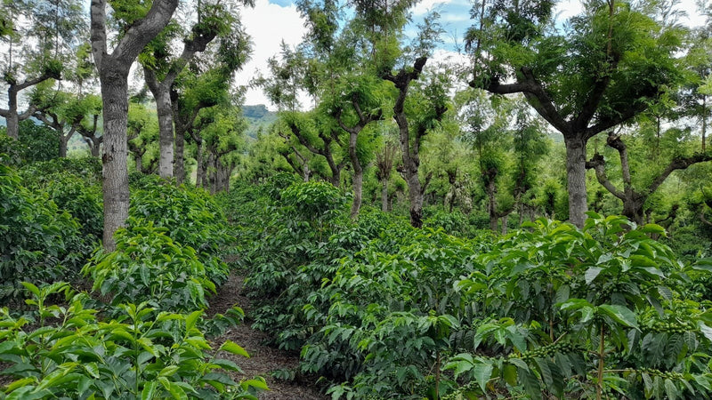 Guatemala Antigua Duraznito - 31238 - 46.0 kg GrainPro Bags - SPOT DUPUYHOU