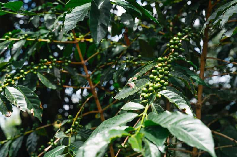 Guatemala Antigua Finca El Destello Bourbon - 31734 - Ecotact Bags - SPOT RCWHSE