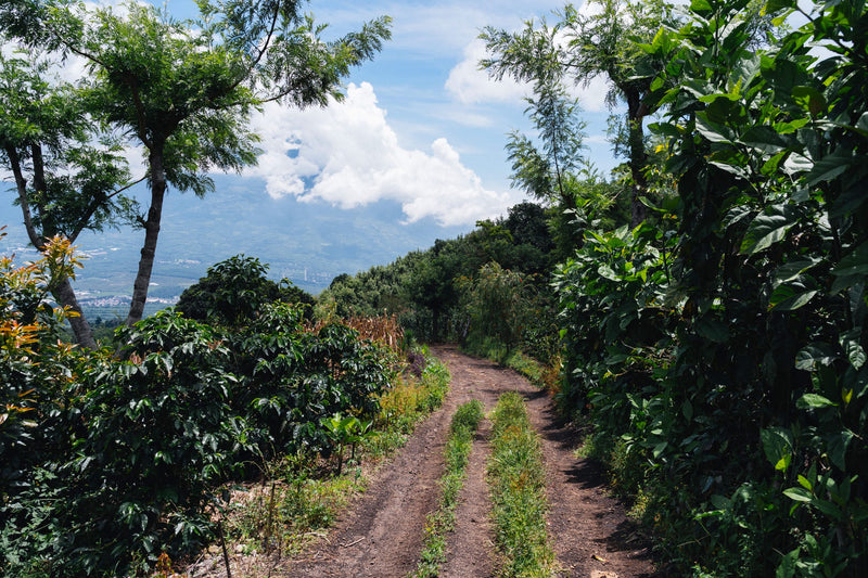 Guatemala Antigua Finca El Destello Bourbon - 31734 - Ecotact Bags - SPOT RCWHSE