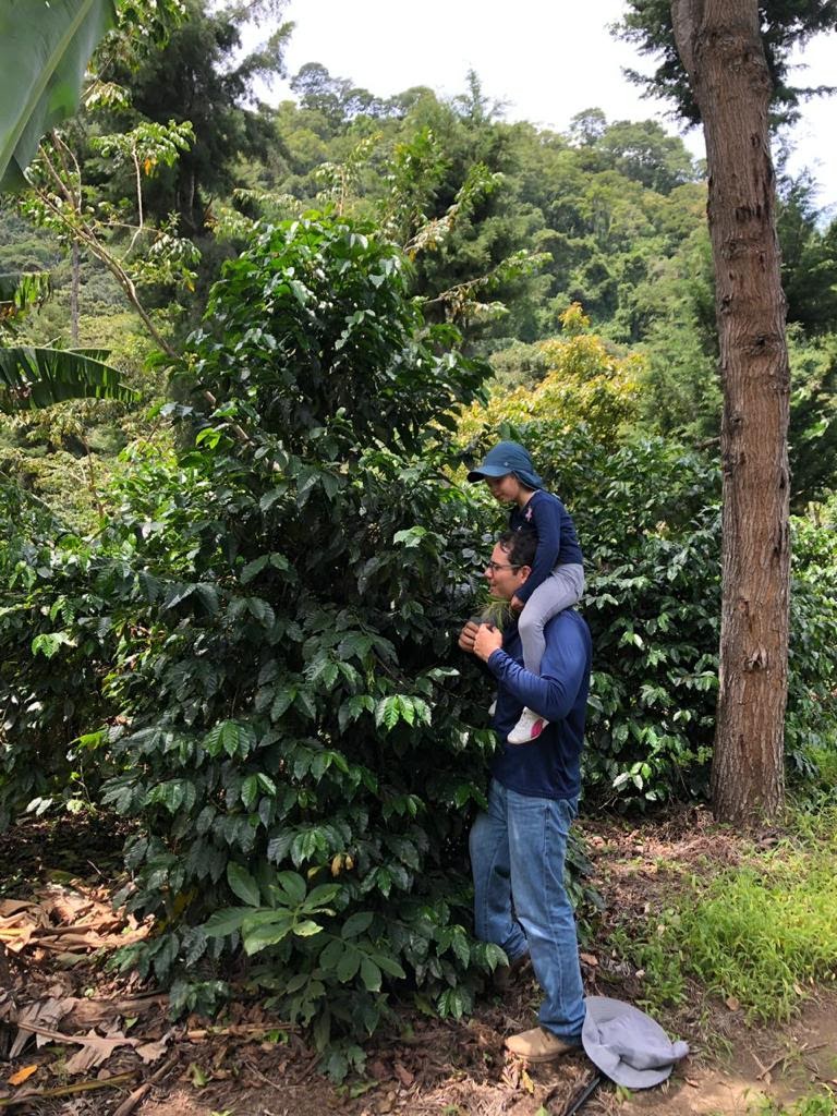 Guatemala Atitlan Finca San Jose Del Lago Bourbon - *50636* - 25314 - GrainPro Bags - SPOT RCWHSE