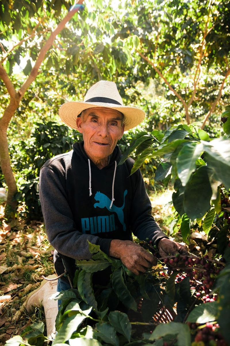 Guatemala Atitlan Finca San Jose Del Lago Bourbon - *50637* - 25315 - GrainPro Bags - SPOT RCWHSE