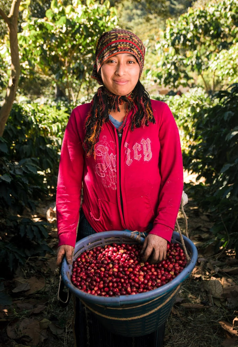 Guatemala Atitlan Finca San Jose Del Lago Bourbon - 31082 - GrainPro Bags - SPOT RCWHSE