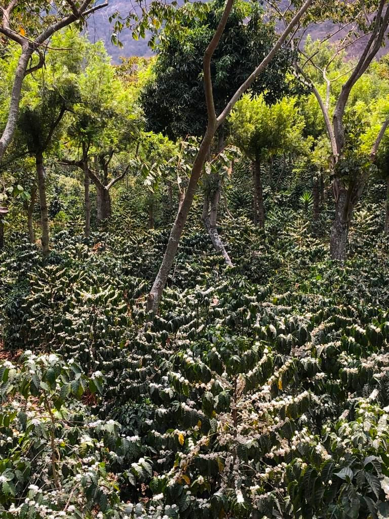 Guatemala Atitlan Finca Santa Victoria - 31732 - Ecotact Bags - SPOT RCWHSE