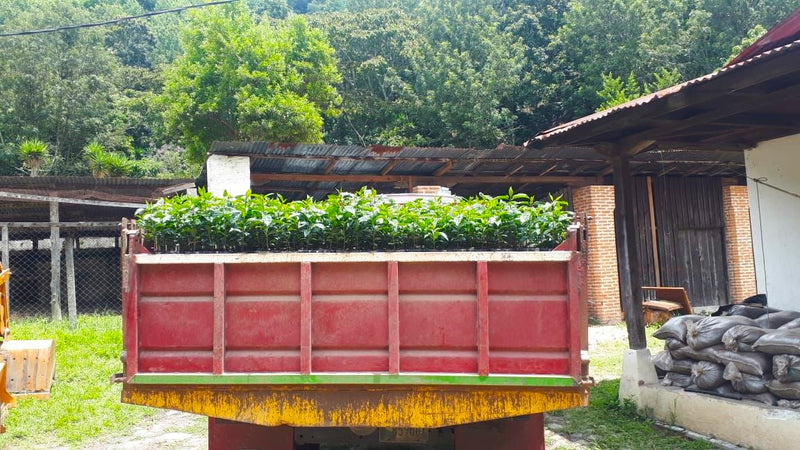 Guatemala Atitlan Finca Santa Victoria - 31732 - Ecotact Bags - SPOT RCWHSE