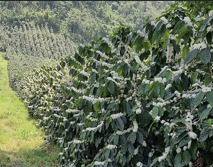 Guatemala Atitlan Finca Santo Tomas SHB - 36787 - Ecotact Bags - SPOT RCWHSE