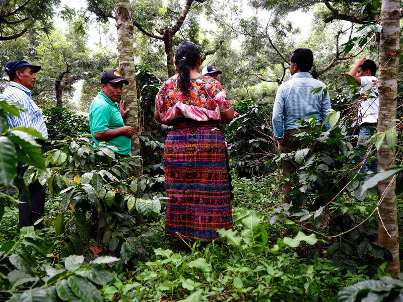 Guatemala Atitlan Pasajquim SHB - 36788 - Ecotact Bags - SPOT RCWHSE