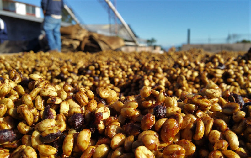 Guatemala Atitlan San Pedro Honey - *50761* - 25898 - GrainPro Bags - SPOT RCWHSE