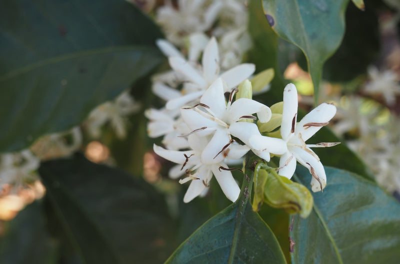 Guatemala Atitlan San Pedro Honey - *50762* - 25899 - GrainPro Bags - SPOT RCWHSE